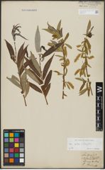 Foto von Salix alba L. x Salix fragilis L.